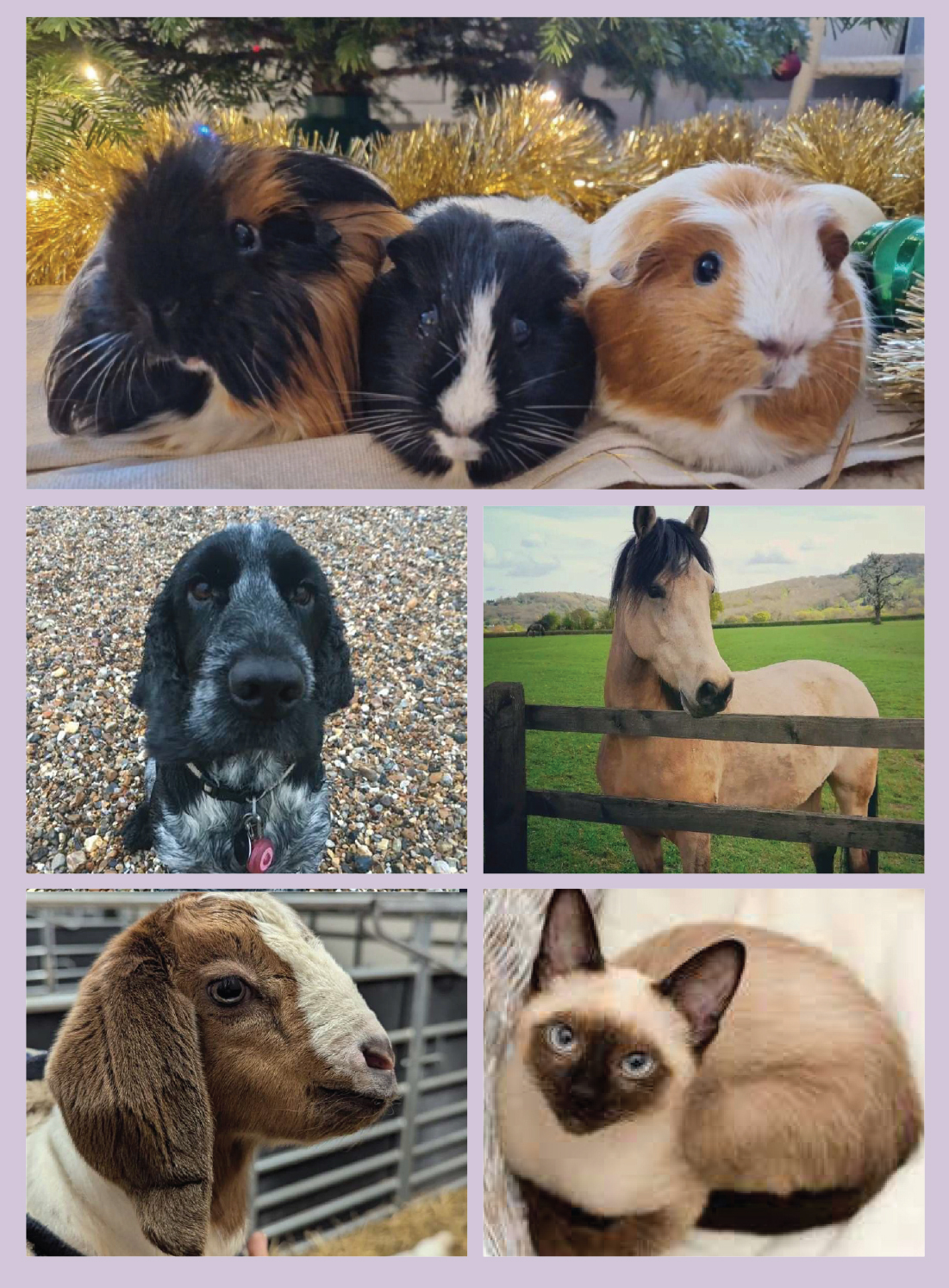 Animal Service